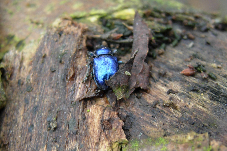 Coleotteri in inverno: svegli ed addormentati